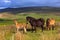 Exmoor Ponies