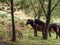 Exmoor Ponies in the Ashdown Forest