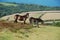 Exmoor ponies in Exmoor National Park