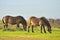 Exmoor Ponies grazing(Equus ferus caballus)