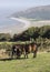 Exmoor ponies grazing on Exmoor near Porlock