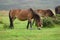 Exmoor ponies grazing in national park