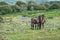 Exmoor ponies. Mare suckles foal.