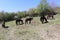 Exmoor ponies peacefully feeding on a springs pasture