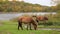 Exmoor Ponies In Sutton Park, Sutton Coldfield