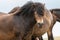 Exmoor pony