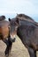 Exmoor pony