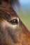 Exmoor Pony close up of the eye