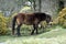 Exmoor Pony foal baby or ponies are a breed of horses native to the British isles they still live wild in Devon and Somerset south