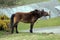 Exmoor Pony foal baby or ponies are a breed of horses native to the British isles they still live wild in Devon and Somerset south