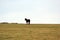 Exmoor Pony foal baby or ponies are a breed of horses native to the British isles they still live wild in Devon and Somerset south