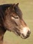 Exmoor Pony Headshot