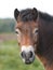 Exmoor Pony Headshot