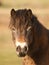 Exmoor Pony Headshot