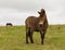 Exmoor Pony Quantock Hills Somerset England UK