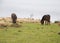Exmoor pony wild horse