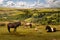 Exmoor Wild Ponies