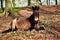 Exmoor Wild Pony