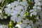 Exochorda macrantha The Bride