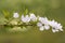 Exochorda x macrantha `The Bride` flowers