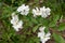 Exochorda x macrantha or pearlbush white flowers