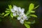 Exochorda Racemosa Pearlbush Flowers