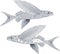 Exocoetidae or Flying fish hand drawing