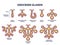 Exocrine glands structure for anatomical secrete substances outline diagram