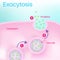 Exocytosis is a form of active transport.