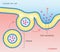 Exocytosis Vesicle Transport Cell Membrane