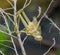 Exoskeleton or shed of a grasshopper