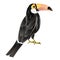 Exotic african bird toucan black bird with white breast, large yellow beak with black tip, long tail on a white background