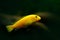 Exotic African Cichlids aulonacara baenschi, nature green habitat. Yellow fish in river water. Water vegetation with Cichlid. Gre