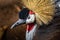 Exotic African Crowned Crane