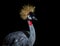 Exotic African Crowned Crane