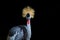 Exotic African Crowned Crane