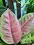 Exotic aglaonema flower