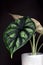 Exotic Alocasia Baginda Cuprea Dragon Scale potted house plant on dark black background