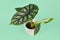 Exotic `Alocasia Baginda Dragon Scale` houseplant in flower pot on green background