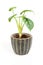 Exotic Alocasia Silver Dragon houseplant in dark textured pot.