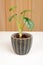 Exotic Alocasia Silver Dragon houseplant in dark textured pot.