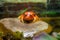 Exotic amphibian animal frog tomato