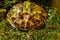 Exotic amphibians Brazilian horned toad
