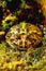 Exotic amphibians Brazilian horned toad