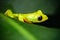 Exotic animal, Flying Leaf Frog, Agalychnis spurrelli, green frog sitting on the leaves, tree frog in the nature habitat