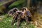 Exotic animal spider theraphosa blondi