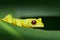 Exotic animal, tropic jungle forest. Cute amphibian with dark red eye . Flying Leaf Frog, Agalychnis spurrelli, green frog sitting