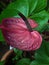 exotic anthurium plant
