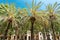 Exotic Architecture And Tropical Palm Trees Downtown Barcelona City