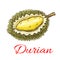 Exotic asian durian fruit sketch for food design